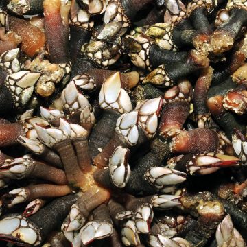 Shellfishes assortment