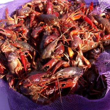 Fresh Live Crawfish (Per lb)