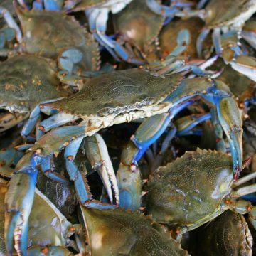 Medium Blue Crabs