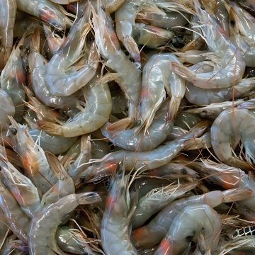 Large Shrimps (Per lb)