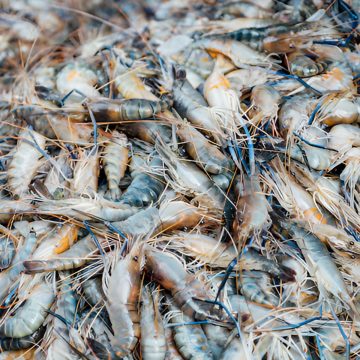 Medium Shrimps (Per lb)
